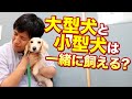 大型犬と小型犬は一緒に飼えるのか？