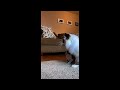 Cute Puppies Cause TOTAL Chaos & Nonstop Laughter 😂🐶 Funniest Dog Moments Ever! #Dogs