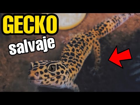 Video: Conoce el Gecko Leopardo