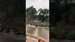The Great Migration of wildebeest’s and Zebras