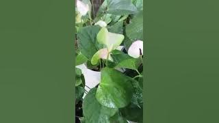 🌹🌹Mal samga plant 6ma 6300 /=🌹🌹☎️0772588509 WhatsApp