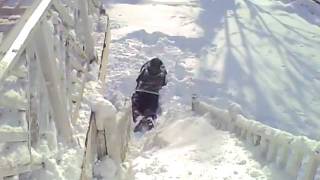 Dare devil sledding