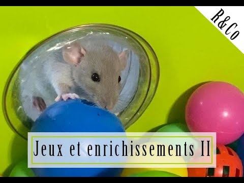 Les meilleurs jouets pour vos rats domestiques