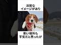 ビーグルを飼って分かった事