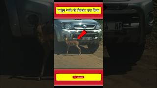 हरण क बचच चत क नजर स नह बच