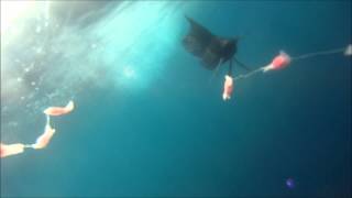 Underwater footage TrollPro3 Fishing Costa Rica. Tuna Wahoo Mahi mahi Sailfish