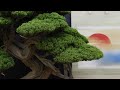 Taikanten bonsai exhibition kyoto