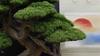 Taikan-ten Bonsai exhibition, Kyoto