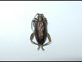 Исследование Радужницы водной № 2  - поиск антигравитационного жука В.С. Гребенникова