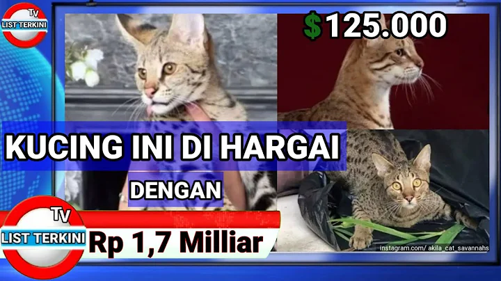 Video 11837011: cats compilation, cat meowing, kucing, funny cat