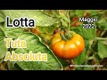 Tuta Absoluta Pomodoro | Testimonianza Efficacia Trattamenti | Maggio 2022