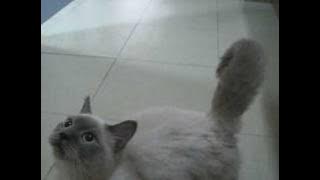 Download lagu ç±³ç±³å¥½çºé£ä¹ä¸