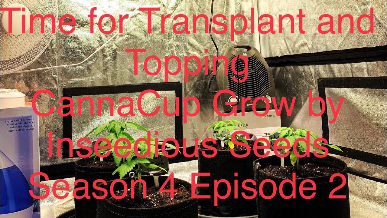 DUTCH GROWER’S GROW JOURNAL / TIME FOR TRANSPLANT AND TOP THE PLANTS / INDOOR CANNACUP GROW