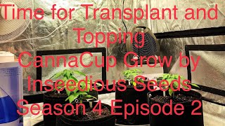 DUTCH GROWER’S GROW JOURNAL / TIME FOR TRANSPLANT AND TOP THE PLANTS / INDOOR CANNACUP GROW