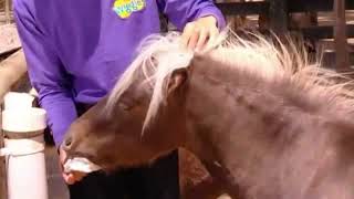 Jeff's Animal Adventures (TV Series 5) (Episode 16)