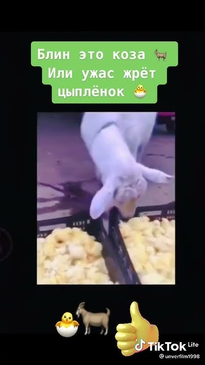 Коза хищное животное - YouTube