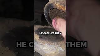 Catching Moths Stealing Honey