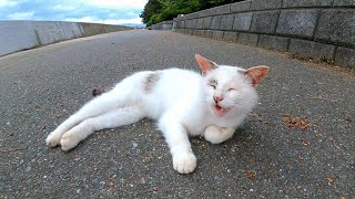 道の真ん中で寝ている野良猫を撫でる