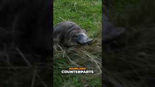 Giant Platypus Hunts Tiny Lobsters in Cool Waters! 🦆💧🦞 #platypus #tasmania #wildlife #nature