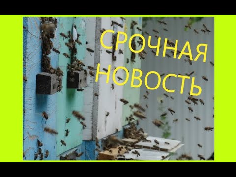 Urgent!!! Latest news on veterinary regulations!!!