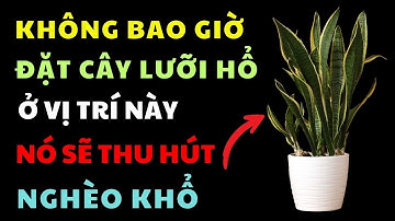 Sai Lầm Khi Đặt Cây Lưỡi Hổ Ở Đây, Nó Sẽ Thu Hút Sự Nghèo Đói