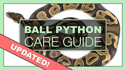 Complete Ball Python Setup & Care Guide | UPDATED VERSION