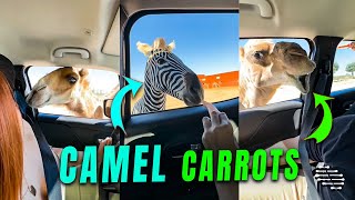 Family Feeding a Camel Some Carrots During Their Safari Adventure