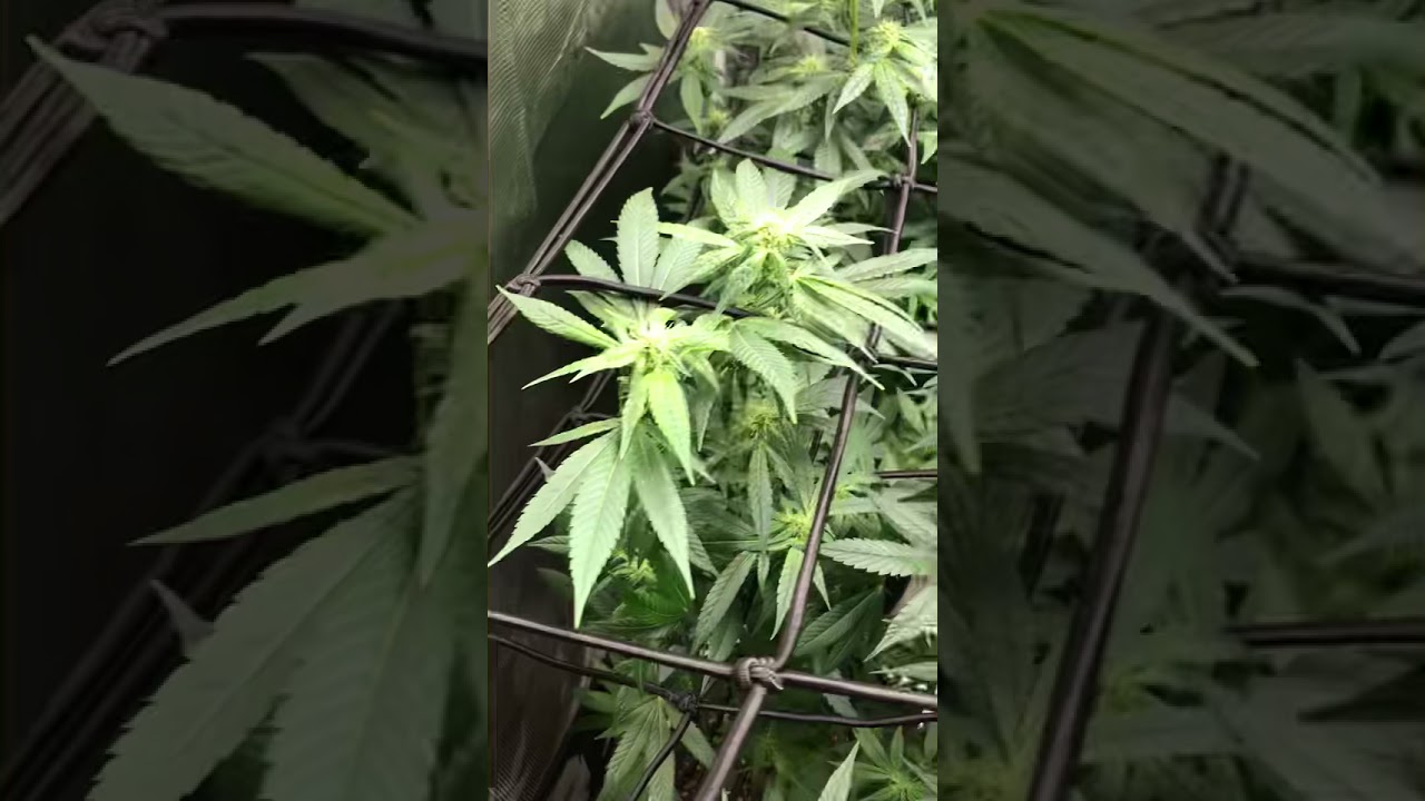 Week 2 of Flower Indica strains