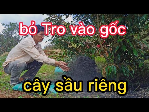 Video: Cầy Sầu Riêng