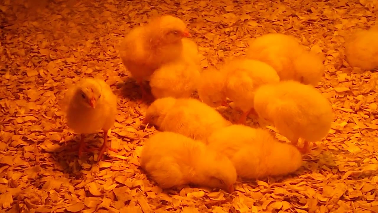 Chicago's Museum of Science and Industry, Baby Chick Hatchery YouTube