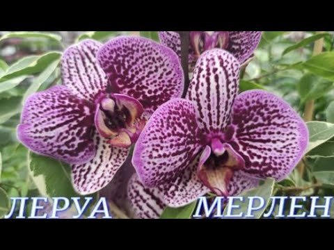 №859/ СВЕЖИЕ орхидеи от РОСТКА в ЛЕРУА МЕРЛЕН