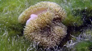 Houston immunologist researching sea anemones to find treatment for autoimmune diseases Information