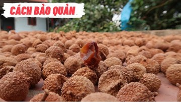 Cách Bảo Quản Vải Thiều Sấy Khô Bắc Giang Đơn Giản