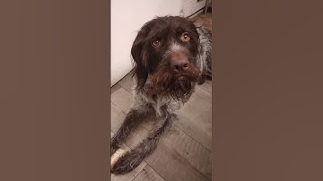 "The Mischievous Charm of a German Wirehaired Pointer Puppy"