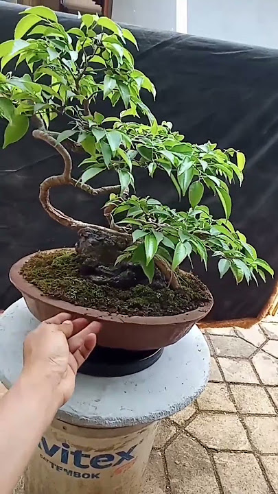 Bonsai Beringin