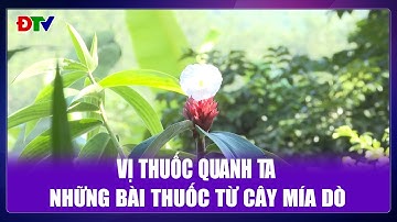 Những bài thuốc từ cây mía dò | Vị thuốc quanh ta 11-11-2025 | Điện Biên TV