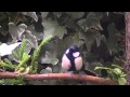 自然枝の止まり木 a Japanese great tit 四十雀