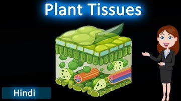 Plant tissue ||3D animated explanation || class 9th & 11th science || Tissue ||