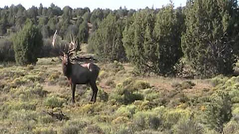 Dads 2012 unit 10 az archery bull elk kill.mpg
