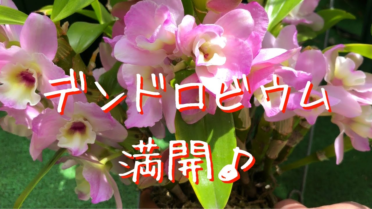 秋色アジサイ 芽かき 葉かき 切り戻し 長く花を楽しむ為に デンドロビウム 高芽の処理 Youtube