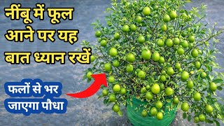 फूल आने के बाद नींबू की देखरेख कैसे करें? | Lemon Plant Care After Flowering | 100% Result 