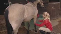 Grooming your horse by Yourstables.co.uk