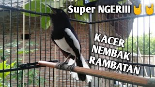 KACER TEMBAKAN SEREMMM!!!! 😱😱😱 NEMBAK RAMBATAN PANJANG