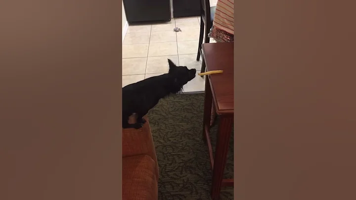 Funny Dog Getting Treat!