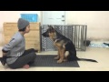 Rambo the speaking german shepherd puppy