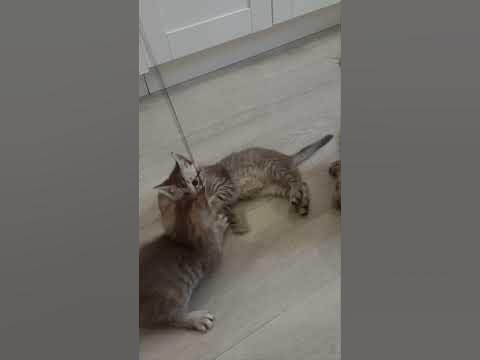 Котята шотландские прямоухие - YouTube