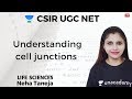 Understanding cell junctions | Life Science | Unacademy Live CSIR UGC NET | Neha Taneja