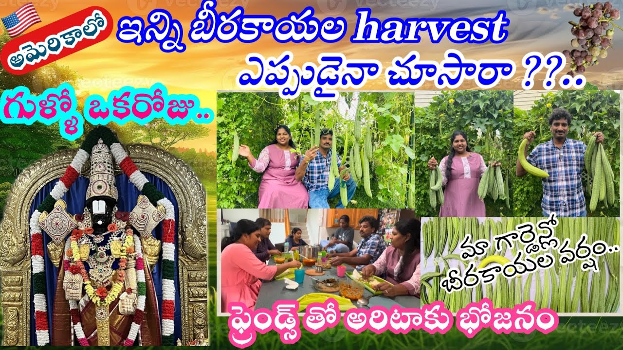 🇺🇸అమెరికా ||మా garden లో బీరకాయల big harvest 🏡🪴🍇🍅 🫛 ఒక్క tomato అరకేజీ ఉంది 🍅 #gardening #ohio #2024