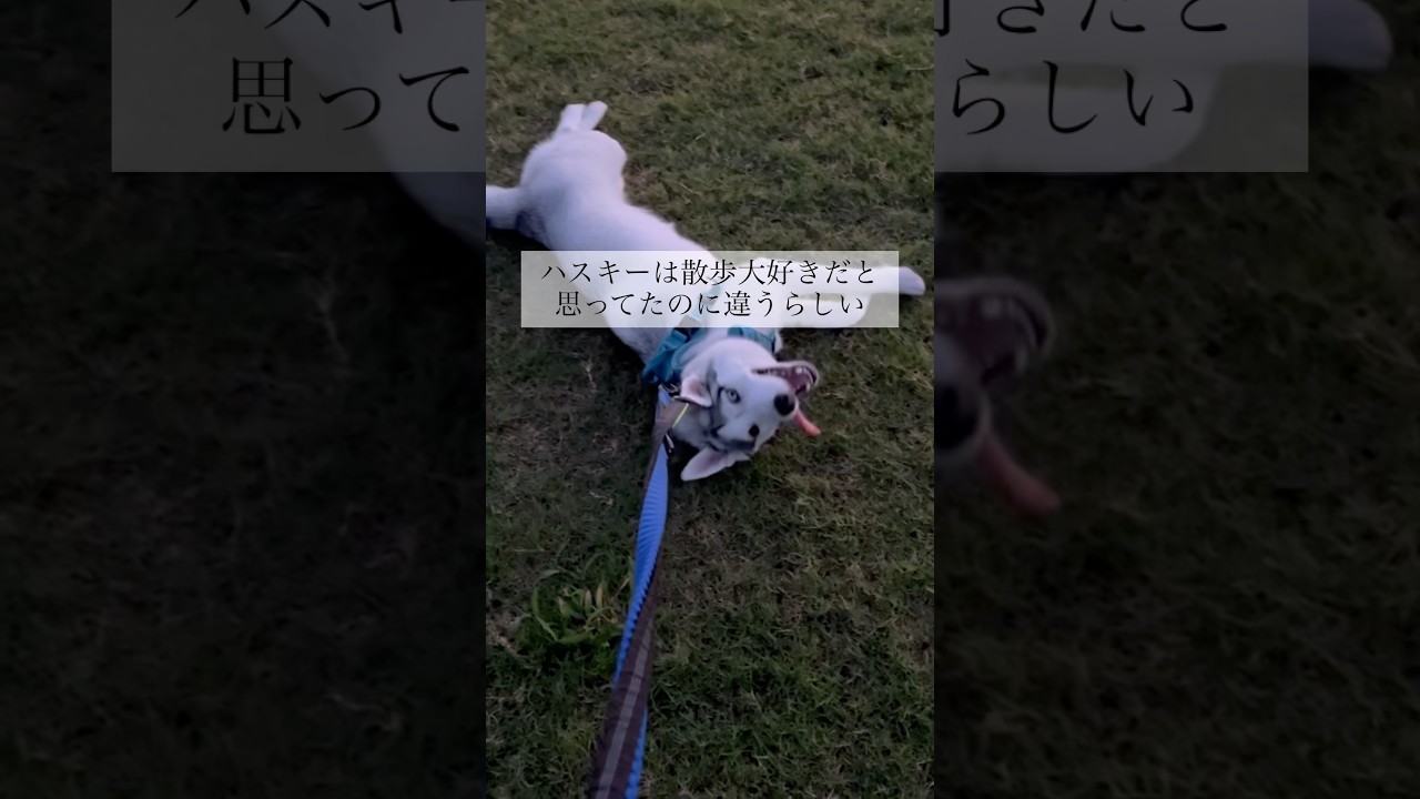 突然変異ハスキー #shorts - YouTube