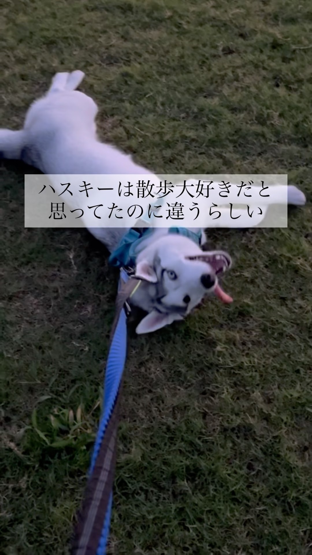突然変異ハスキー #shorts - YouTube